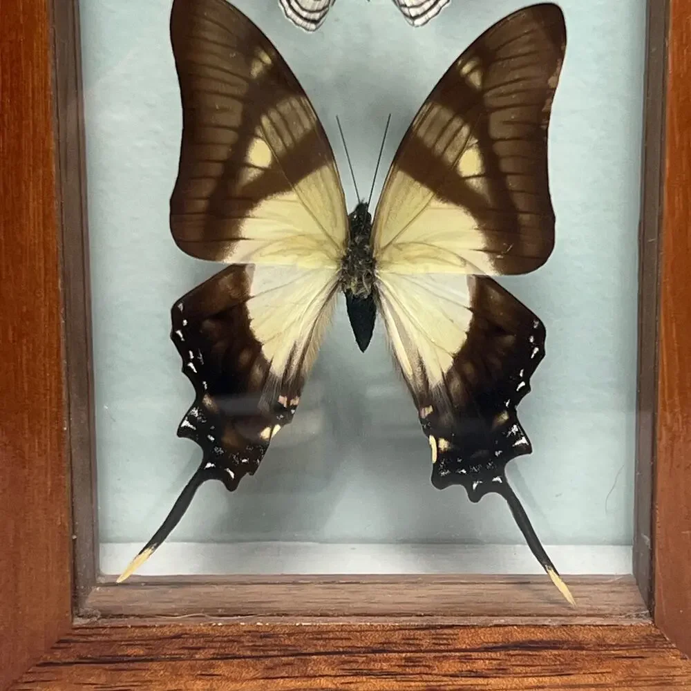 Vintage Real Butterfly Shadowbox Display Wood Frame Wall Art Taxidermy